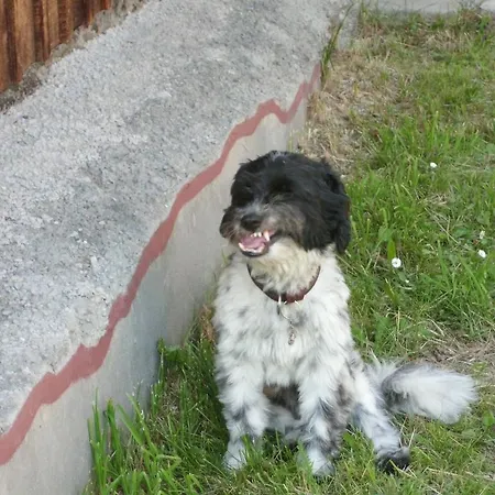 度假居 塞得利卡德莱维妮卡度假屋 *